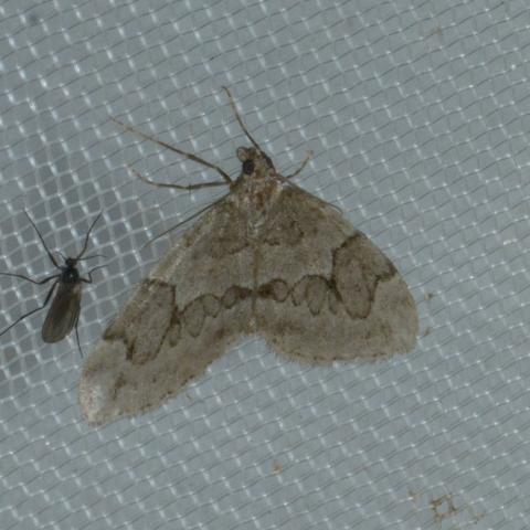 Réf. 196 027 : Thera juniperata